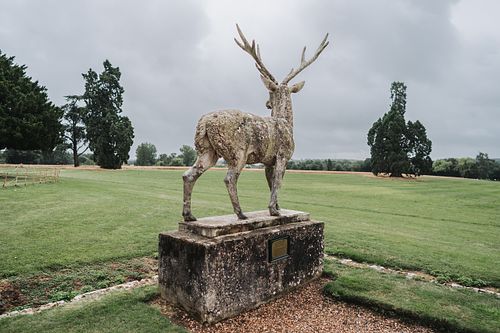Stag overlooking wedding venue