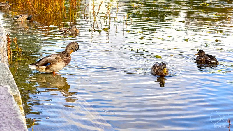 Ute på oppdrag 12. oktober