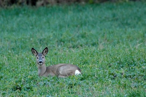 #metskitsts#loom#loodus#loodusfoto