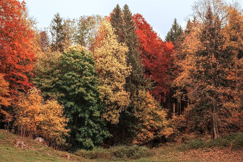 The Woods of Vaud