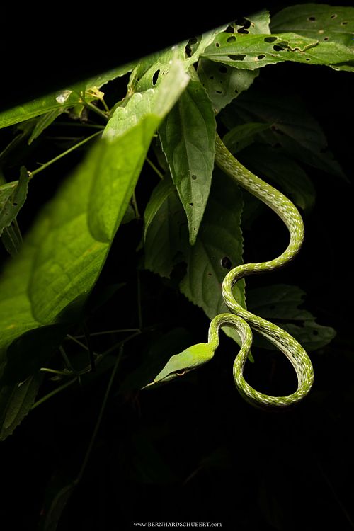 Ahaetulla prasina - Asian vine snake