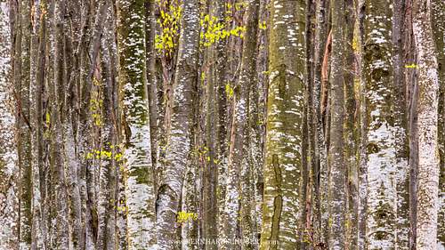 Forest detail