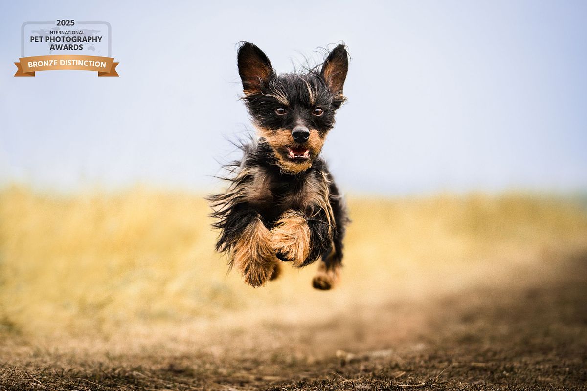 Small dark terrier/Chinese crested running at full speed through a golden prairie field, high-energy action dog photography