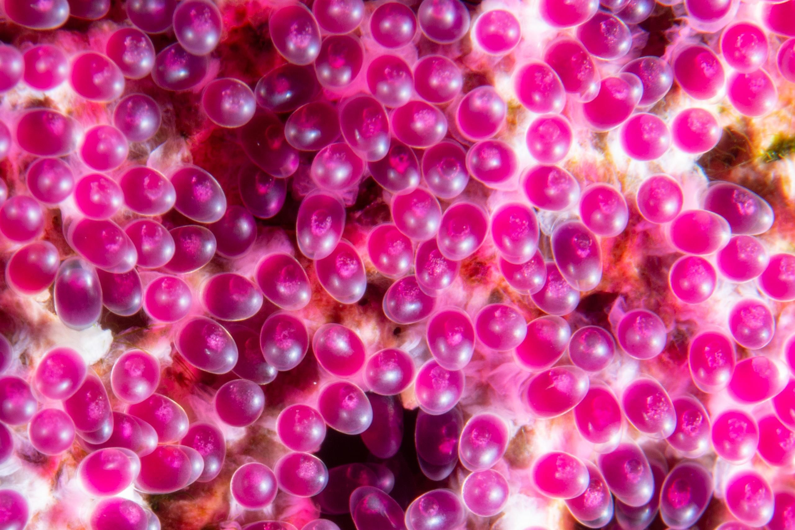 Underwater Abstracts