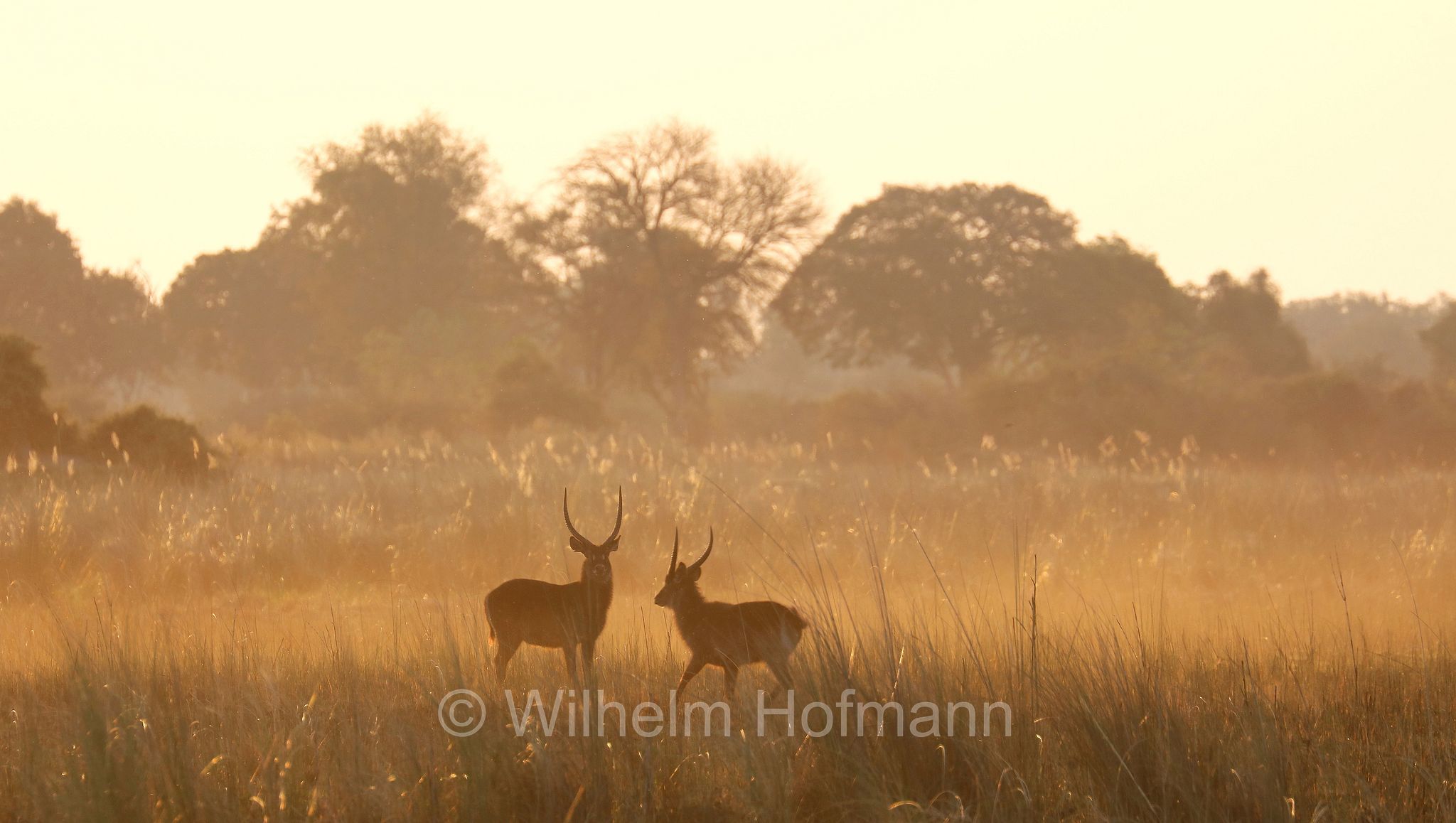 Waterbuck, Ellipsen-Wasserbock, cobo, antilope d'acqua, antilope cervo, Kobus ellipsiprymnus﻿﻿, Moremi Game Reserve, Moremi-Wildreservat, Okavango Delta, Okavango Grassland, Botswana, Republik Botsuana