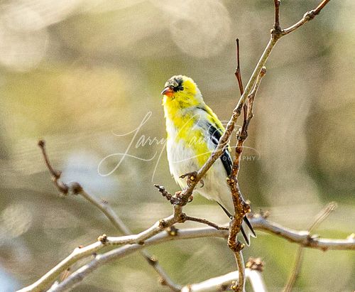 A vibrant yellow male American Goldfinch perched on a small limb.