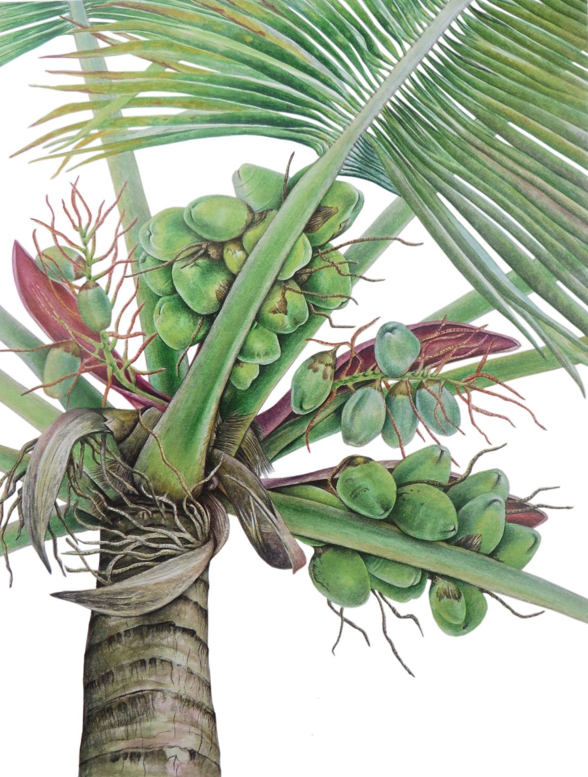 Coconut Tree illustration
