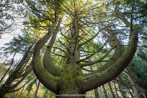 Branched cypress tree