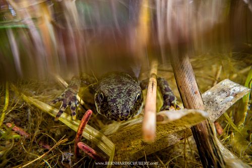 Ichthyosaura alpestris – Bergmolch