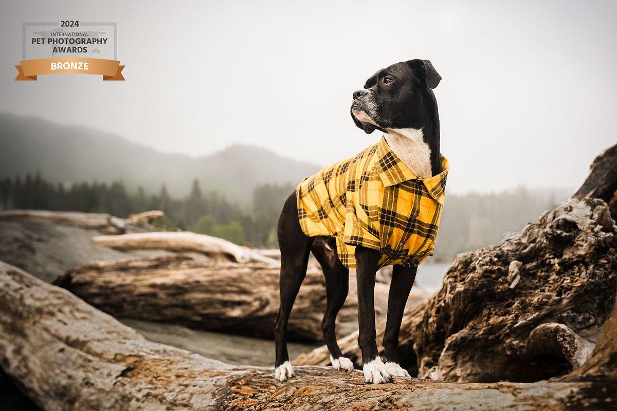 Black dog wearing a yellow plaid shirt standing on driftwood overlooking the ocean, adventure dog photography in the British Columbia.