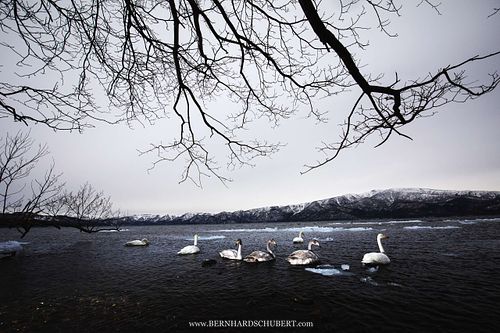 Cygnus cygnus - Singschwan