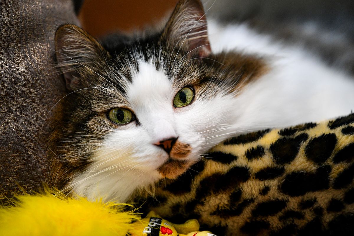 Cat sitting in a cat bed looking at the camera.