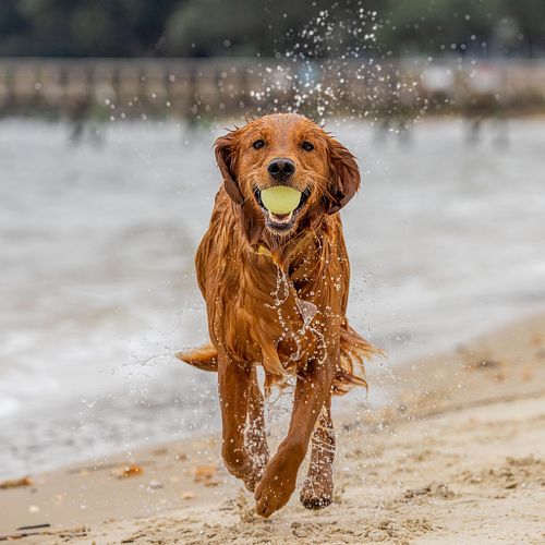 Gift them a fun-filled photo session of their precious pup!