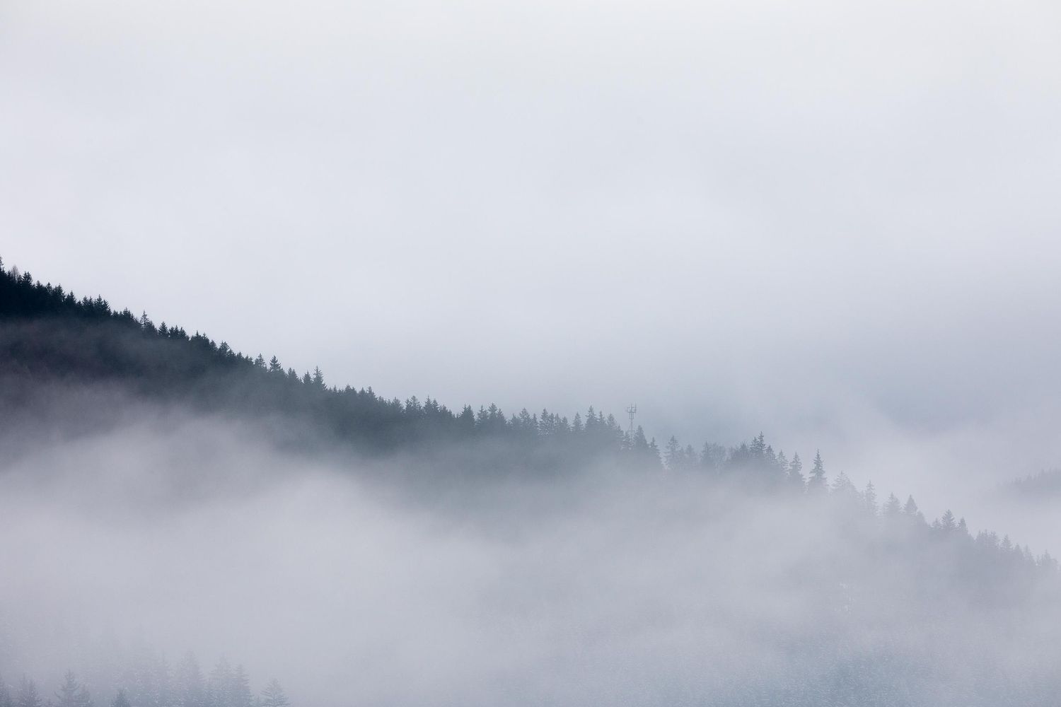 Les arbres dans la brume