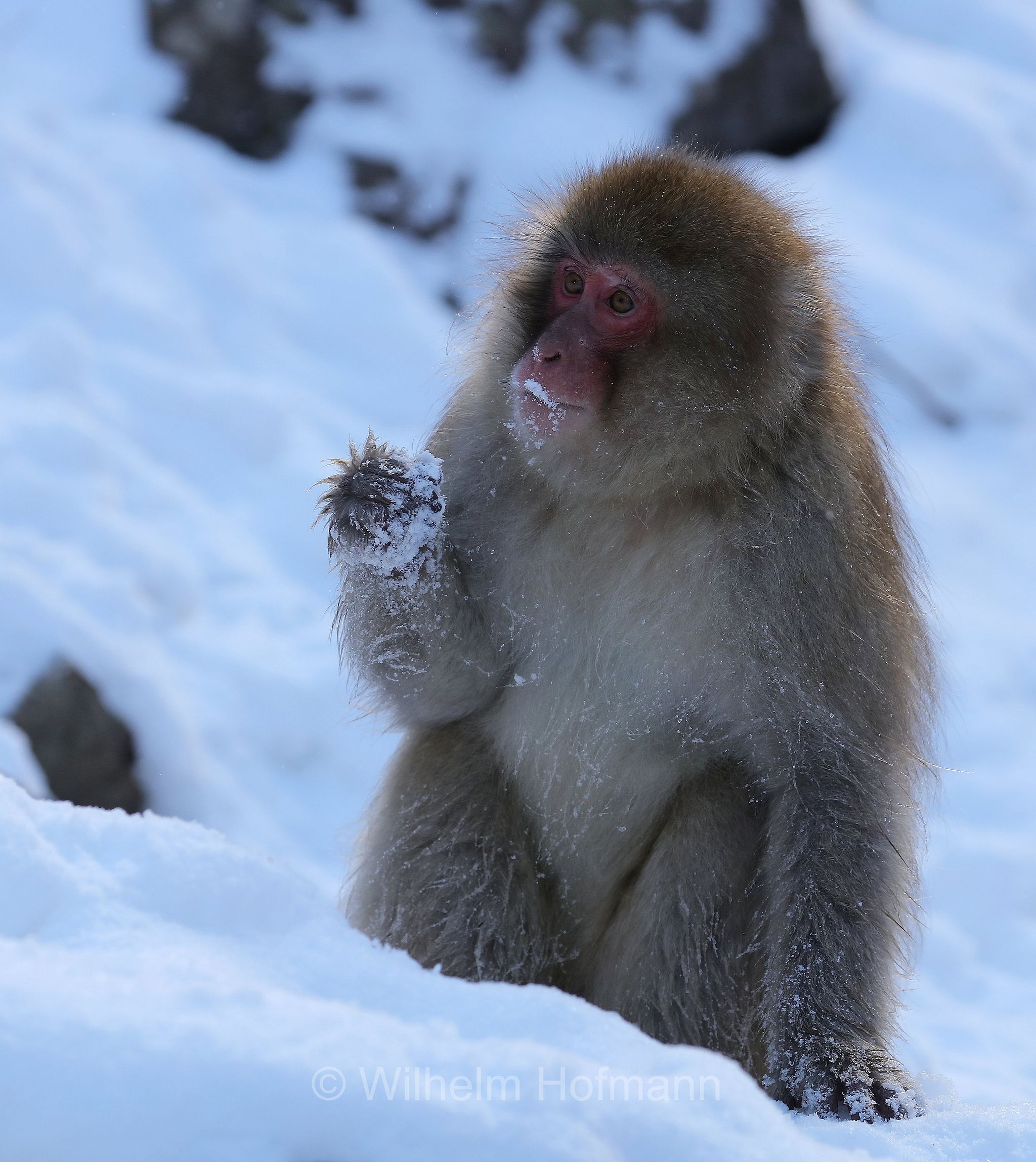 Japanese macaque, snow monkey, Nihonzaru, Japanmakak, Schneeaffe, Rotgesichtsmakake, macaco giapponese, macaco dalla faccia rossa, Macaca fuscata, Jigokudani Monkey Park, Jigokudani Yaen Kōen, Parco delle scimmie di Jigokudani, Nagano, Japan, Giappone