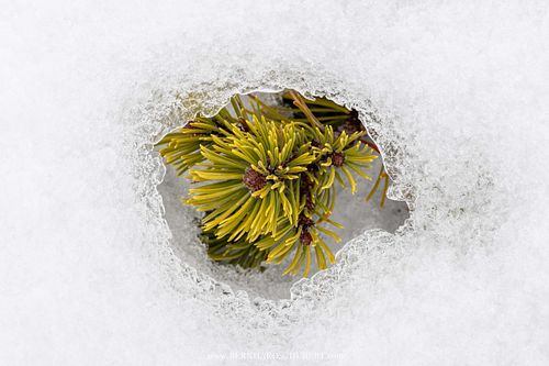 Pinus mugo - Dwarf mountain pine