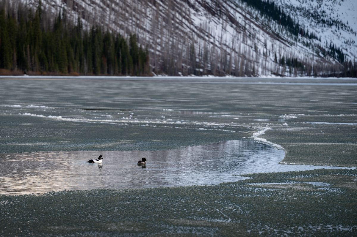 Ducks floating in the melted surface of a lake