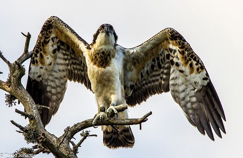 A majestic Osprey (Fiskeørn) perched in its favorite tree, eating a freshly caught fish in Norway. Captured by wildlife photographer Trond Johansen.
