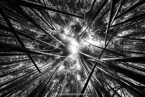 Bamboo forest close to Kyōto