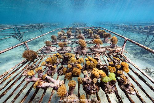 Riffrestaurierung durch Korallenfarmen