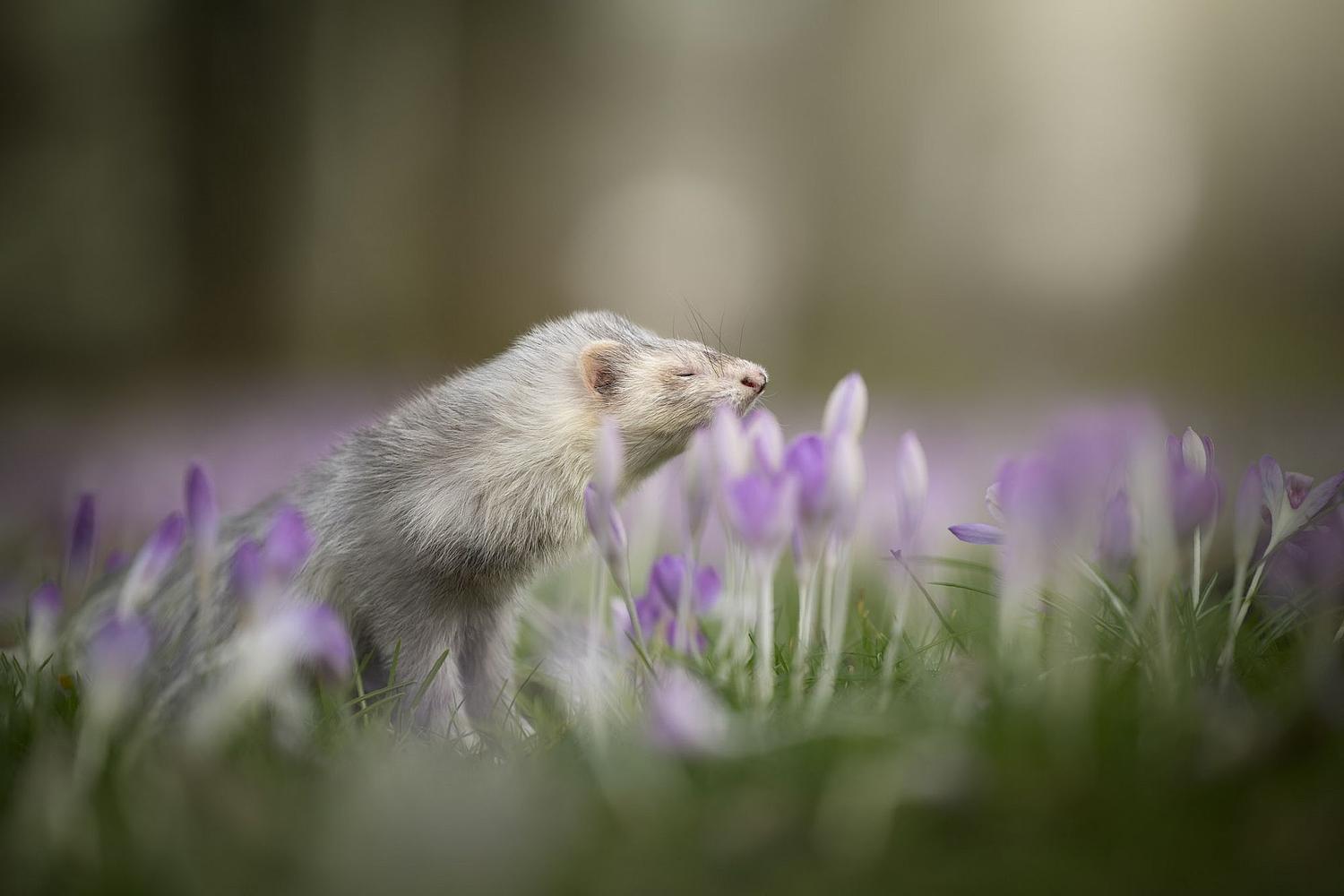 NLS Dierenfotografie