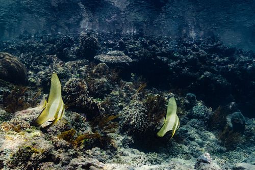 Platax sp. - Fledermausfisch, Jungtier