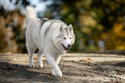 Dog walking through the park on a fall day.
