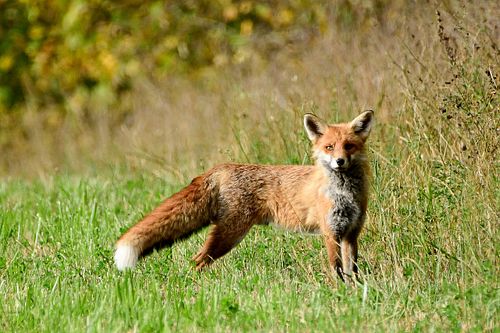 #rebane#metsloom#loodus#loodusfoto