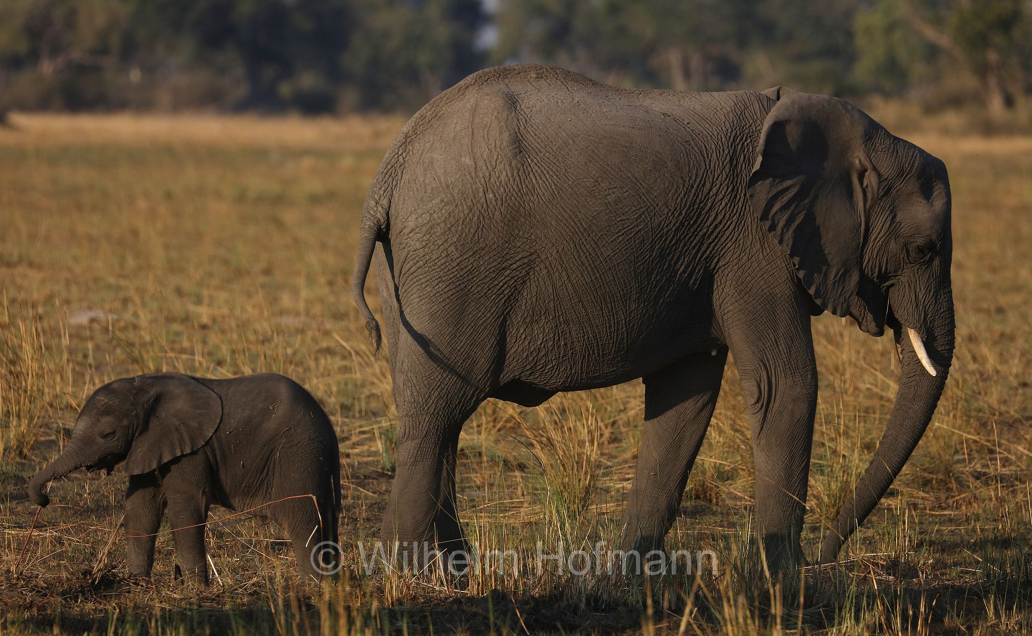 African bush elephant, African savanna elephant, Afrikanischer Elefant, Afrikanischer Buschelefant, Afrikanischer Savannenelefant, Afrikanischer Steppenelefant, elefanto africano, elefanto africano di savana, Moremi Game Reserve, Moremi-Wildreservat, Okavango Delta, Okavango Grassland, Botswana, Republik Botsuana