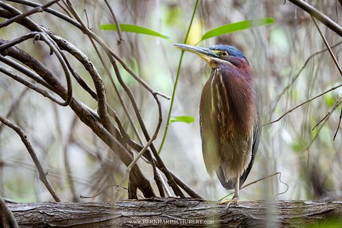 Butorides virescens - Green heron