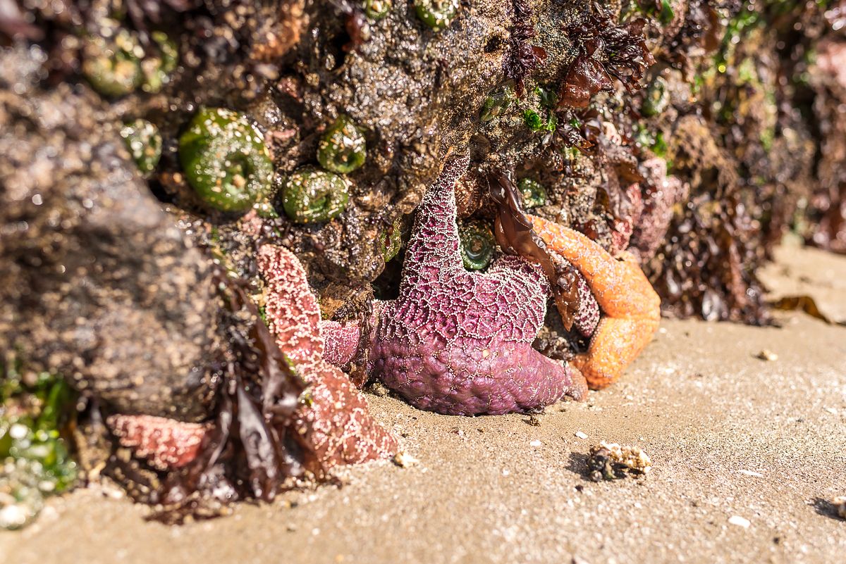 low tide rock covered in sea stars on road trip with cranberry twp, pa newborn photographer