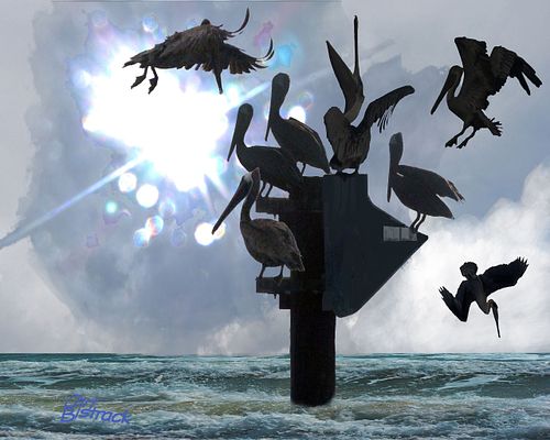 Pelicans gathering at fishing spot