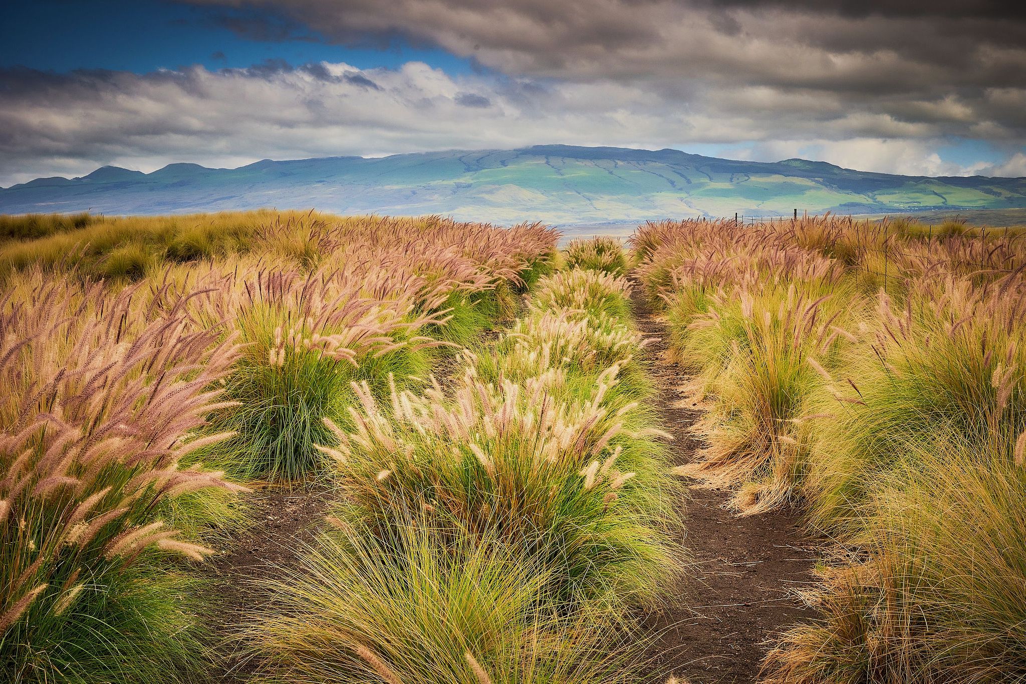 Old Abandoned Road - Waikoloa, Hawaii
