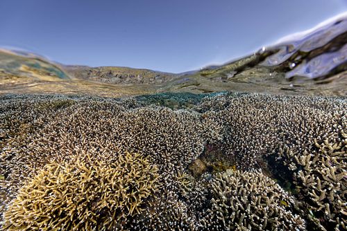 Acropora sp. - Staghorn coral