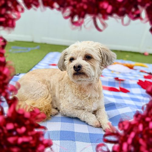 Heart Surrounded Solo