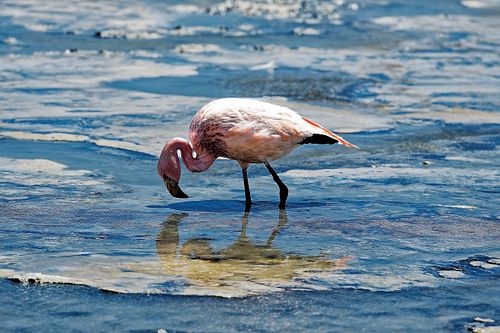Flamands roses dans les lagunes Sud Lipez en Bolivie