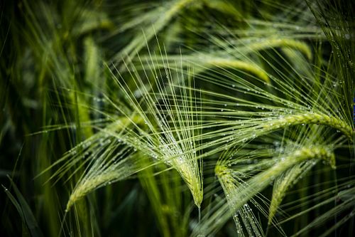 Gerste auf dem Churzenberg