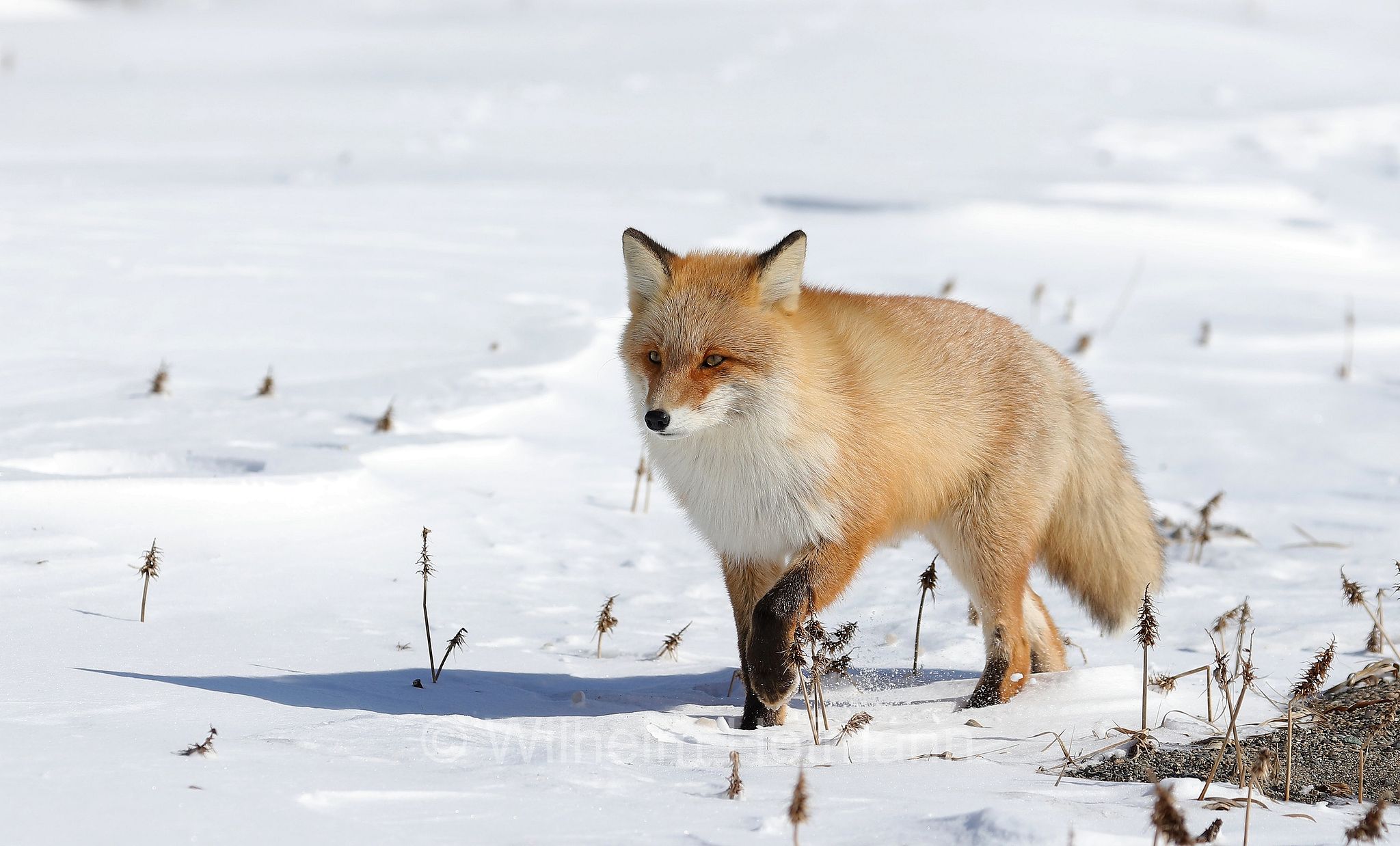 Ezo red fox, Hokkaido-Rotfuchs, Ezo-Rotfuchs, volpe rossa di Sachalin, Vulpes vulpes schrencki, Notsuke Peninsula, Notsuke Halbinsel, Penisola di Notsuke, Hokkaidō, Hokkaido, Japan, Giappone
