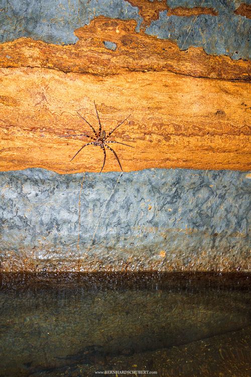 Heteropoda sp. - Huntsman spider