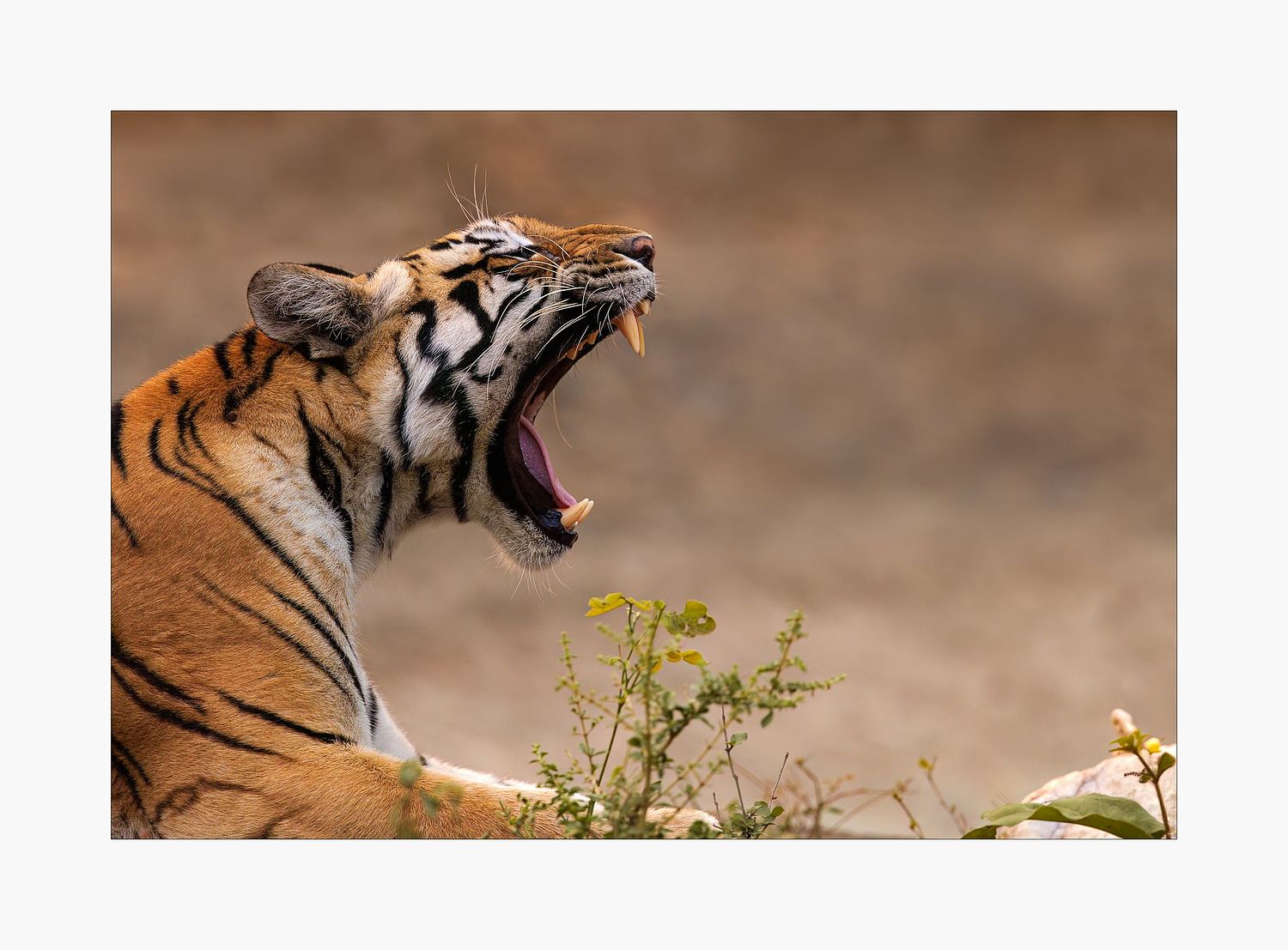 Andr&eacute; J Fanthome