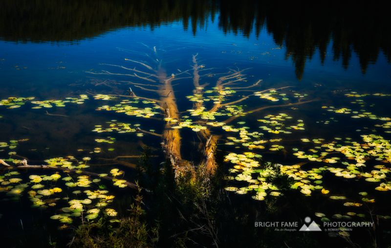 Bright Fame Photography