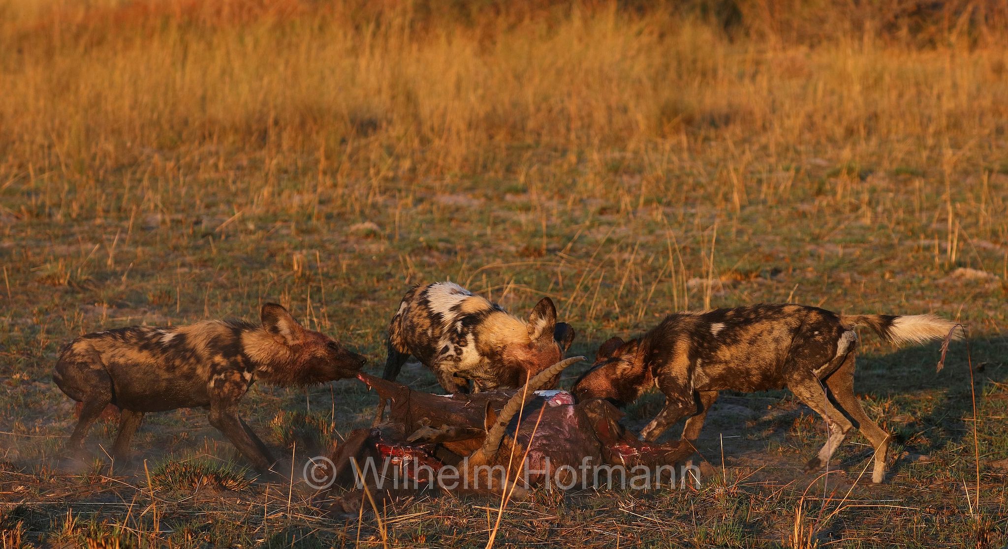 African wild dog, painted dog, Cape hunting dog, Afrikanischer Wildhund, licaone, cane selvatico africano, Lycaon pictus, Moremi Game Reserve, Moremi-Wildreservat, Okavango Delta, Okavango Grassland, Botswana, Republik Botsuana