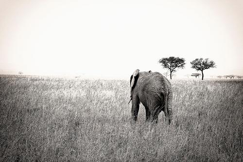Eléphant en Tanzanie