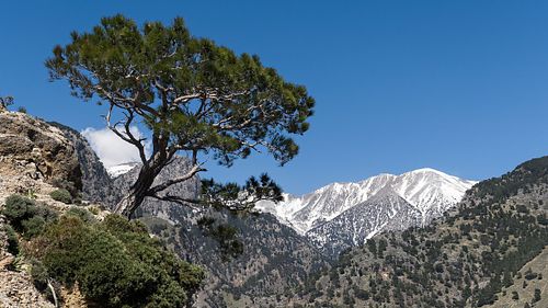 Kalabrische Kiefer vor Lefka Ori