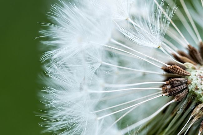 Makrofotografie – Beispiel für Verschlusszeit