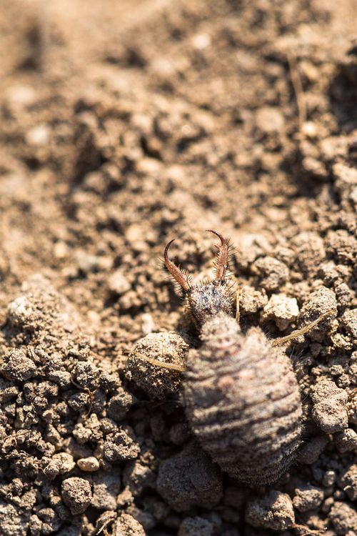 Myrmeleontidae - Antlion