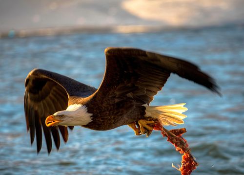 Best place for bald eagle photography workshop & guide tour in the US.  Located in the Midwest (Iowa & Illinois) and Alaska, United States.