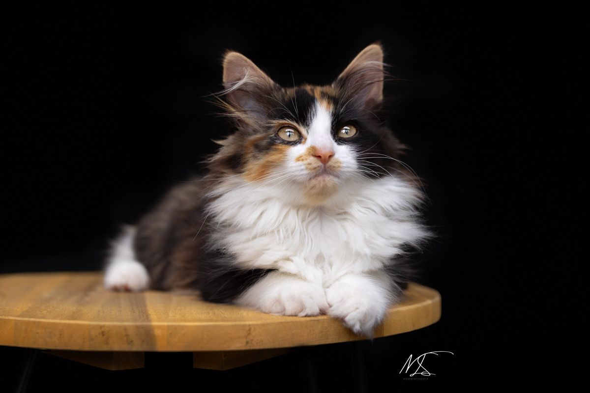 Indoor fotoshoot met langharige kitten die op een houten tafeltje ligt en omhoog kijkt met haar pootjes op de rand