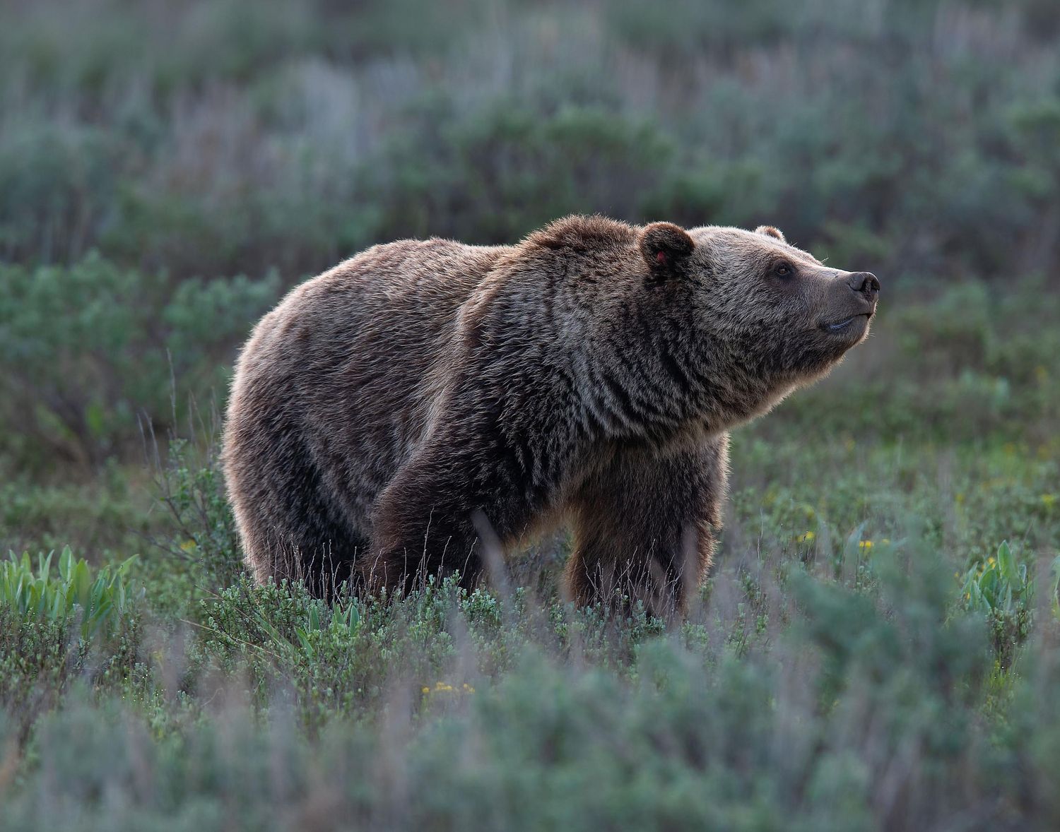 Grizzly 399 in 2019, standing in a natural setting, showcasing the power and grace of an iconic wild bear
