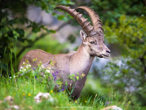 Capra ibex – Alpensteinbock